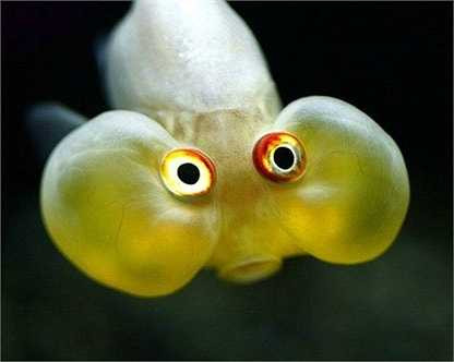 Cá Bubble Eye là loài cá vàng rất được ưa thích nhờ đôi mắt nhỏ xíu được đính kèm với 2 túi chứa dịch khổng lồ ngay bên dưới nhưng chúng khiến việc bơi lượn của loài sinh vật này gặp nhiều khó khăn.