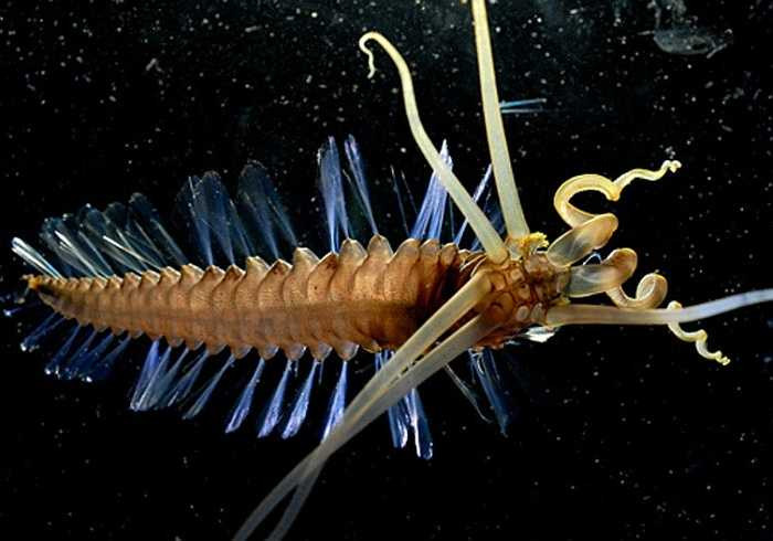 Squidworn một sinh vật có hình thù như một con mực với chiều dài 9,4 cm, có hình thức khá đáng sợ. Chúng bơi thẳng đứng bằng cách di chuyển hai hàng xúc tu có hình mái chèo từ cơ thể mỏng và dài.