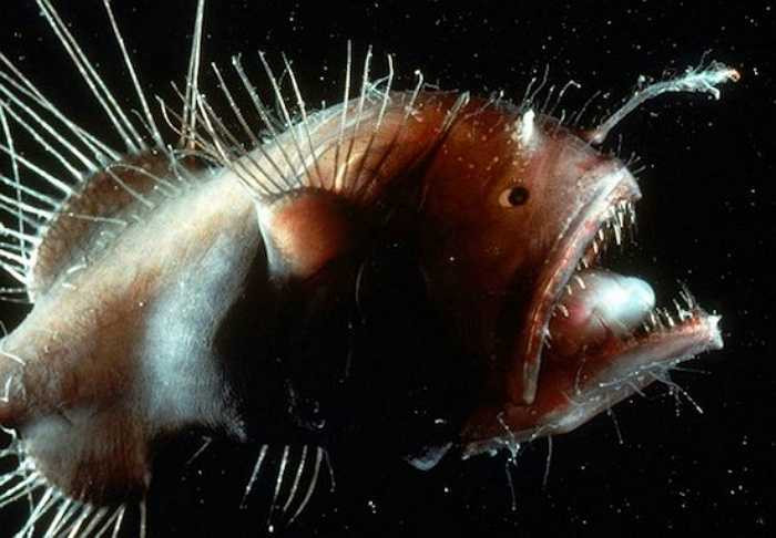 Cá vây chân mắt ti hí và lớp da giống như thạch đông có thể phản xạ với ánh sáng màu xanh.