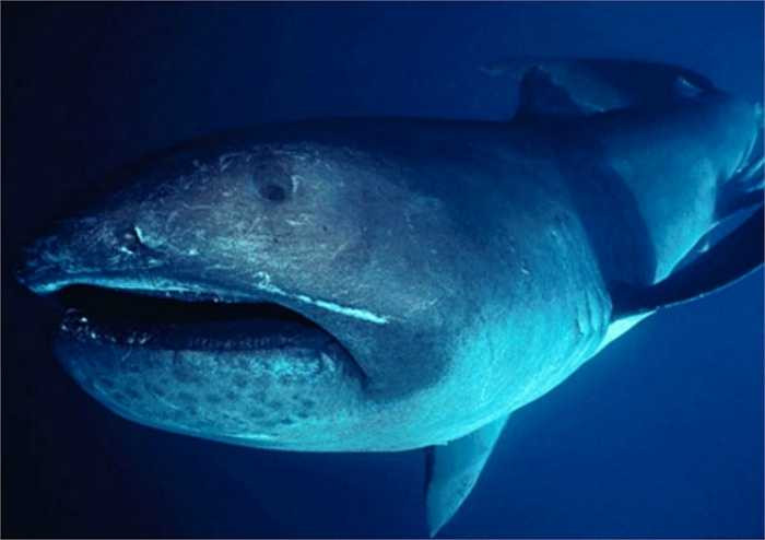 Cá mập miệng rộng có khoang miệng sáng như tráng bạc và hàm thì cắm đầy những chiếc răng nhỏ quặp lại như những chiếc móc. Đầu loài cá mập này rất to nhưng mắt cực nhỏ, có 5 cặp khe mang. Lưng từ xám đến xám đen có đốm trắng, bụng trắng.