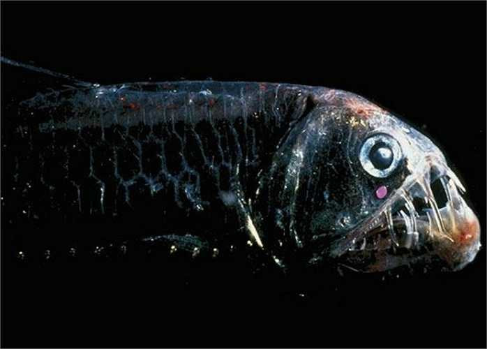 Cá rắn lục được biết đến như một tay săn mồi hung hãn nhất với cái miệng to với những chiếc răng có móc, cực sắc, lớn đến nỗi miệng không thể khép vào được.