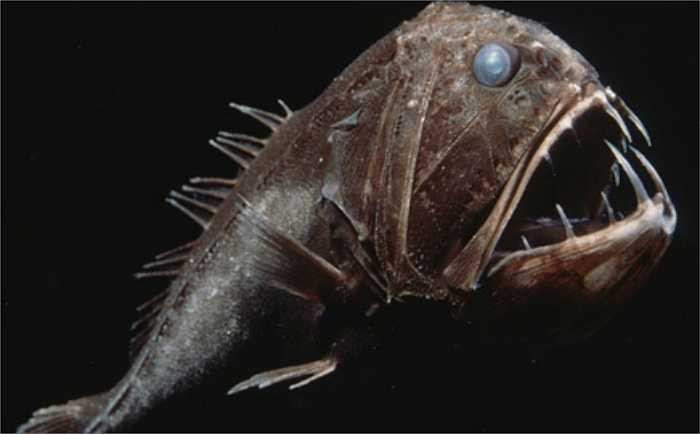 Cá răng nanh có vẻ ngoài hung dữ nhưng thân hình lại khá nhỏ bé chỉ khoảng 16cm, thân sẫm màu, đầu to, miệng rộng, đầu còn có nhiều lỗ rỗng, nhờn cách nhau bởi những gờ răng cưa.