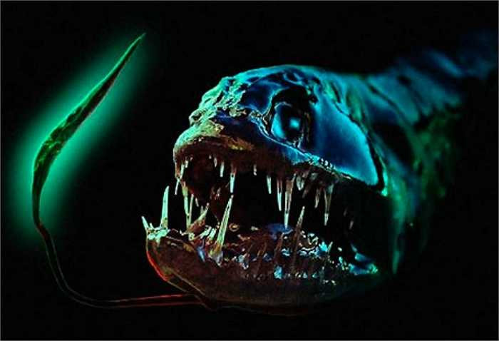 Cá rồng là loài cá dữ, săn mồi tàn bạo dưới đáy đại dương. Có tên khoa học là Grammatostomias flagellibarba, chúng có những chiếc răng sắc và lớn so với toàn bộ cơ thể.