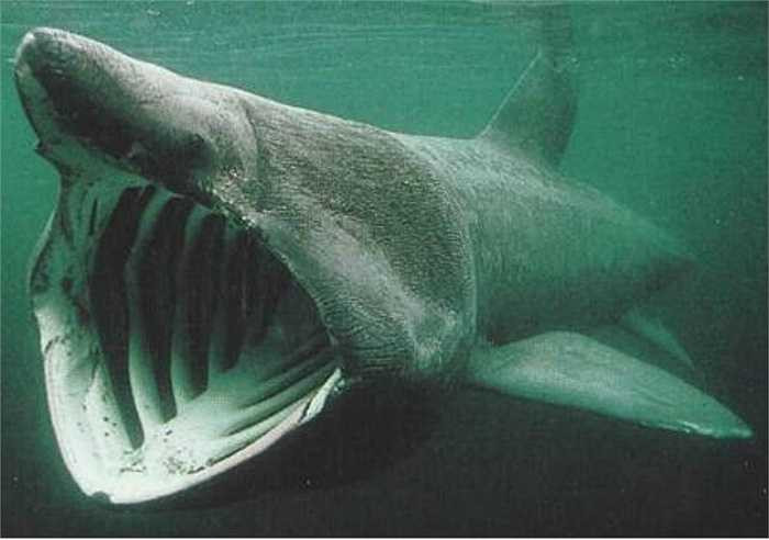 Cá mập giỏ loài cá lớn thứ hai trên thế giới, đứng sau cá mập voi. Chúng có chiếc mõm hình nón và những khe mang có thể mở ra hoàn toàn ở vùng đầu của chúng. Kết hợp với mang là những tấm răng lược.