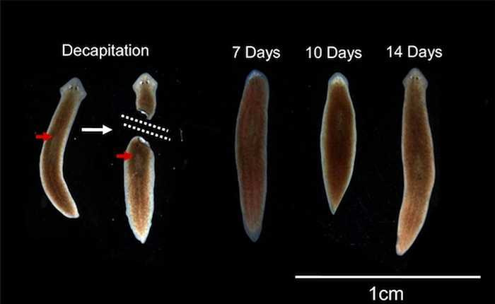 Planarians là một loại giun dẹp nước ngọt, chúng có khả năng tái sinh lại các phần cơ thể bị hư hại. Nếu bị chặt mất đầu nó vẫn có thể mọc ra một chiếc đầu mới với chức năng tương tự và hoạt động bình thường.