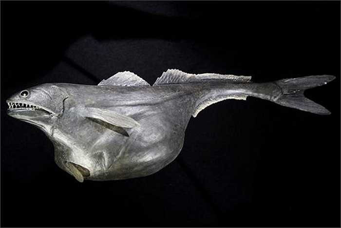 Loài cá Black Swallower có nhiều đặc điểm khiến một vài loài cá biển khác phải kinh hãi, ví như đôi mắt đen lồi và hàm răng ghê sợ. Tuy nhiên, lý do thật sự ở đây chính là khả năng nuốt chửng những con mồi có kích thước lớn hơn cả cơ thể chúng.