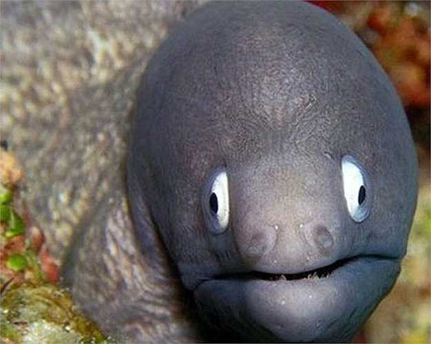 Lươn mắt trắng Morel là loài sinh vật sống ở những vùng biển nhiệt đới tại Ấn Độ - Thái Bình Dương. Những cá thể lươn này sở hữu màu trắng, màu vàng nhạt, màu nâu với những đốm dày đặc trên khắp cơ thể.