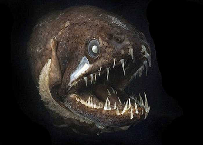 Cá Rồng sống ở những vùng biển sâu, là loài động vật ăn thịt hung dữ nhất bên dưới các đại dương sâu thẳm của địa cầu. Cá rồng cực kỳ nổi tiếng với bộ hàm rộng, khỏe và chiếc miệng đầy những răng cực lớn.