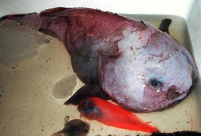 Cá sóng thần là loài cá lạ, chỉ được biết đến sau khi sống sót trên một boong tàu Nhật Bản sau khi nó bị trận sóng thần hôm 11/3/2011.