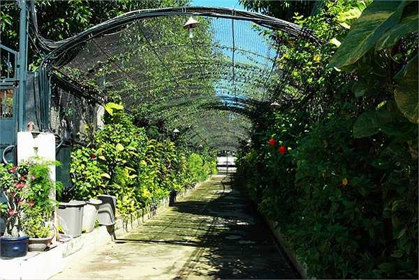 Khu biệt thự có lối vào là một khu vườn xanh mát.