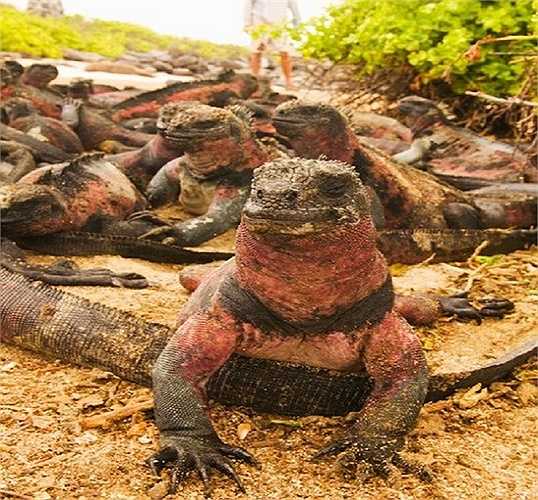 Hòn đảo Gasparilla, Florida, Mỹ là nơi cư trú của loài kỳ nhông cổ. Chúng được mang tới đây từ Mexico bởi một vị khách du lịch. 5 năm qua, số lượng kỳ nhông ở đây đã tăng từ 2000 lên 12000 con