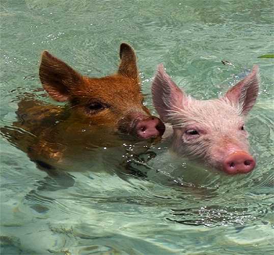 Những 'cư dân lợn bơi' dường như đã quá quen thuộc với du khách từng đặt chân lên hòn đảo Exuma, Bahamas xinh đẹp