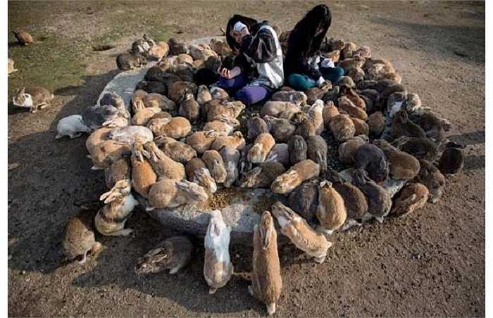 Người ta cho rằng những con thỏ trên hòn đảo Okunoshima, Nhật Bản đã được mang đến đây bởi một nhóm học sinh trong một lần đi nghiên cứu trên hòn đảo này, sau đó số lượng thỏ ở đây không ngừng tăng lên