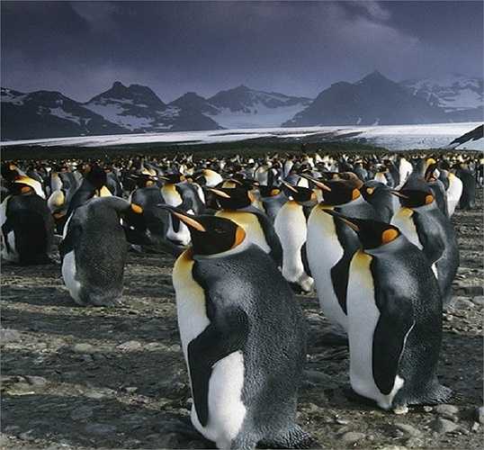 Phía Nam đảo Georgia thuộc vùng biển Đại Tây Dương được coi là vương quốc của loài King Penguins, một loài chim cánh cụt