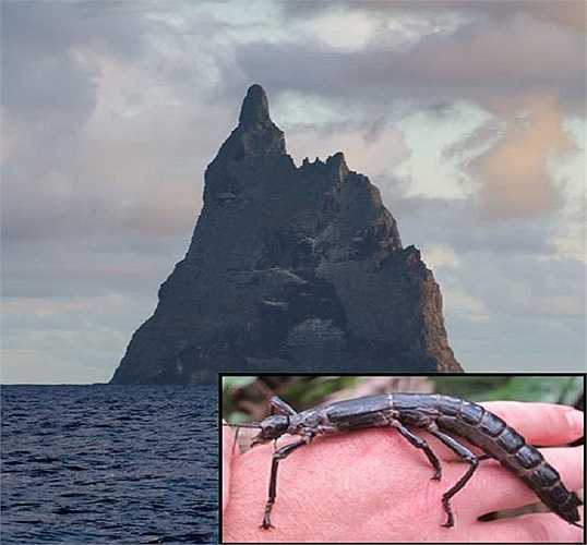 Côn trùng que ở đảo Lord Howe