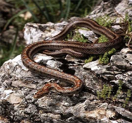 Đảo Ilha de Queimada Grande còn được gọi với cái tên 'đảo rắn' bởi đây là nơi cư trú của loài rắn độc Venomous. Người ta không tìm thấy dấu vết của con người nơi đây bởi chỉ trên một mét vuông đất có tới 1-5 con rắn.