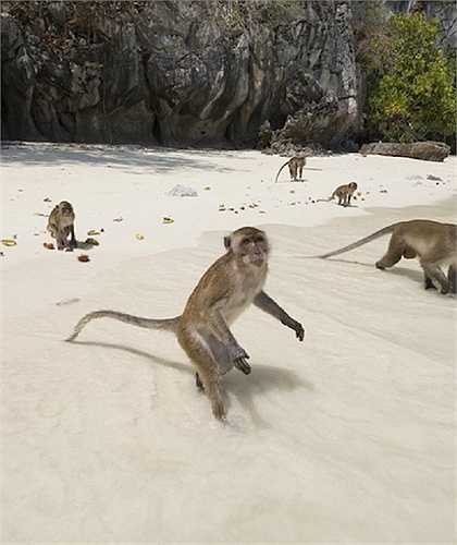 Có khoảng 1200 chú khỉ Rhesus tự do bay nhảy trên hòn đảo không người Cayo Santiago hay còn gọi là 'đảo khỉ' ở Puerto Rico