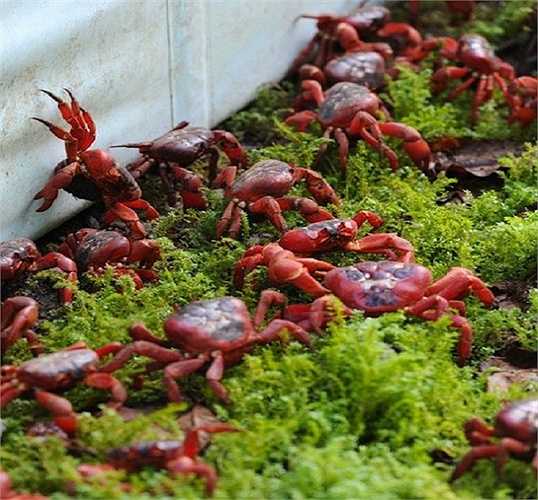 Hòn đảo Giáng sinh ở Australia là nơi sinh sống của khoảng 120 triệu con cua đỏ. Hàng năm, vào mùa mưa, những 'cư dân cua đỏ' lại thực hiện cuộc di cư từ những khu rừng trên hòn đảo Giáng sinh của Australia xuống biển Ấn Độ Dương để đẻ trứng