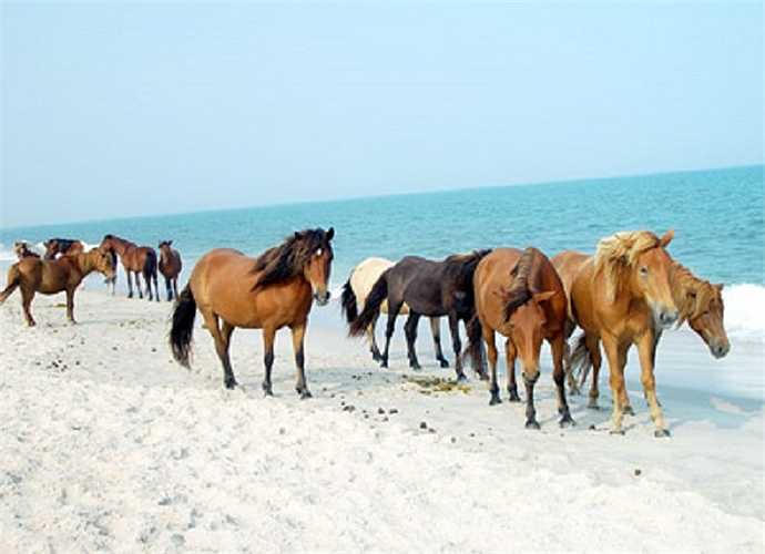 Hòn đảo không người sinh sống Assateague thuộc bang Maryland, Mỹ được biết đến là nơi cư trú của loài ngựa hoang Chincoteague