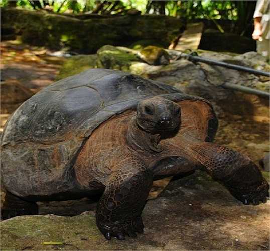 Vào năm 1964, một cư dân của hòn đảo Moyennie của Seychelles đã mang 111 con rùa tới đây và chăm sóc chúng. Từ đó đến nay, nơi đây đã trở thành 'thiên đường' của những con rùa khổng lồ