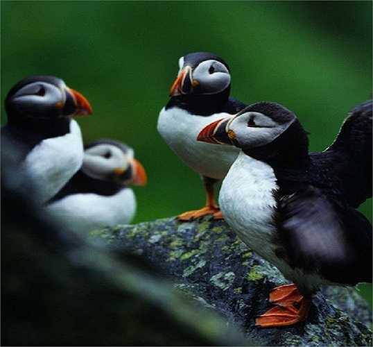 Hòn đảo Runde xinh đẹp của Norway là thiên đường của hơn 100,000 con hải âu với cái tên rất lạ 'hải âu cổ rụt'