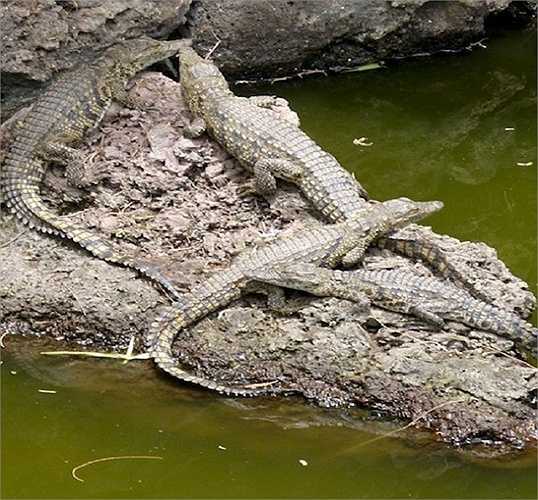Các đầm lầy của đảo Ramree của Burma là lãnh địa của loài cá sấu nước mặn
