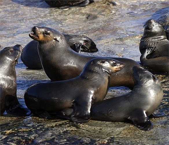 Đảo hải cẩu (Seal Island) của Nam Phi là nơi thu hút những con cá mập trắng khổng lồ bởi nơi đây có một số lượng rất lớn loài hải cẩu sinh sống