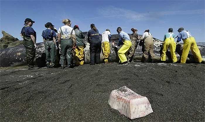 Con cá nhà táng 'khủng' được phát hiện đang chảy máu ở đầu, dọc khu phía nam của bãi biển Sharp Park ở Pacifica, California hôm 14/4. Sang ngày 15/4, các nhà khoa học và chuyên gia sinh vật học bắt đầu vào cuộc xác định nguyên nhân dẫn đến cái chết của động vật biển có vú khổng lồ này.