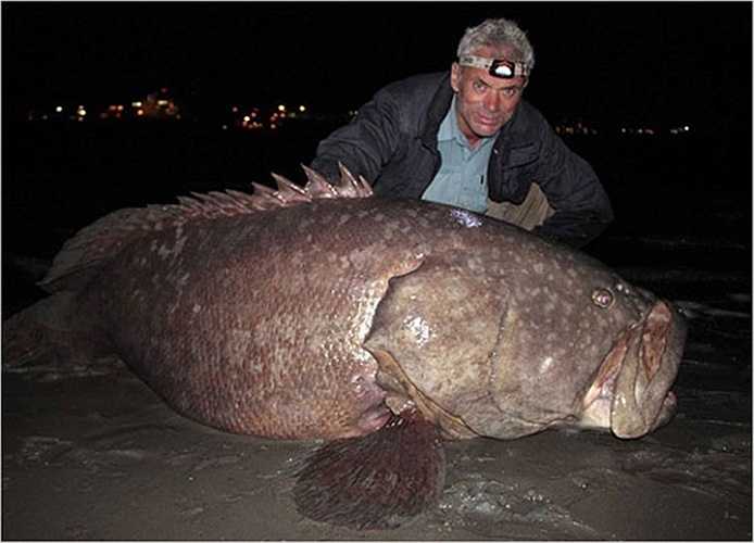 Jeremy Wade và một con cá mú đồ sộ ông vừa bắt được ở Queensland. Loài cá mú khổng lồ này là loài cá có khung xương lớn nhất, sống trong rạn san hô, đặc biệt trên người nó có rất nhiều gai độc nguy hiểm.
