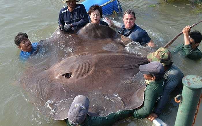 Kỷ lục thế giới cho các loài cá nước ngọt lớn nhất bị phá vỡ bởi sự xuất hiện của con cá đuối tuyệt đẹp này. Con cá có gai gây chết người được đo bề ngang rộng hơn 2m, chiều dài 4m và nặng gần 363kg