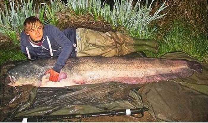 Tháng 4/2014, cậu học sinh 14 tuổi Will Sutton, sống ở Colchester, Essex, Anh bắt được một con cá trê khổng lồ, dài tới hơn 2m và nặng hơn 55kg trong khi đi câu ở Thetford, Norfolk, Anh.