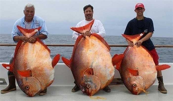 Ba tay câu người Anh là Anglers Armando Castillo, Joe Ludlow vàTravis Savala bất ngờ bắt được ba con cá opah lớn và cực hiếm trong cùng một ngày ở ngoài khơi bờ biển nam Canifornia. Mỗi con cá opah nặng từ 55 - 80kg.