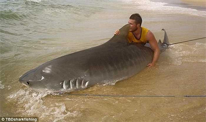 Max Muggeridge (19 tuổi) đã bắt gặp con cá mập khi cùng bạn gái đến chơi ở bãi biển Gold Coast, Australia và vật lộn với nó ngay sau đó.