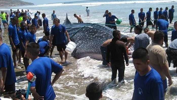 Con cá mập voi cái bị mắc cạn trên bãi biển ở thị trấn nhỏ Santa Marianita sau khi thủy triều rút đi. 
