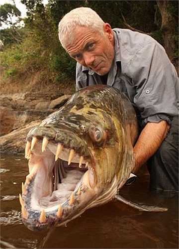 Trong 1 lần đi câu, Jeremy Wade đã săn được Goliath Tiger - loài cá có hàm răng to và sắc nhọn như dao cạo ở Congo.