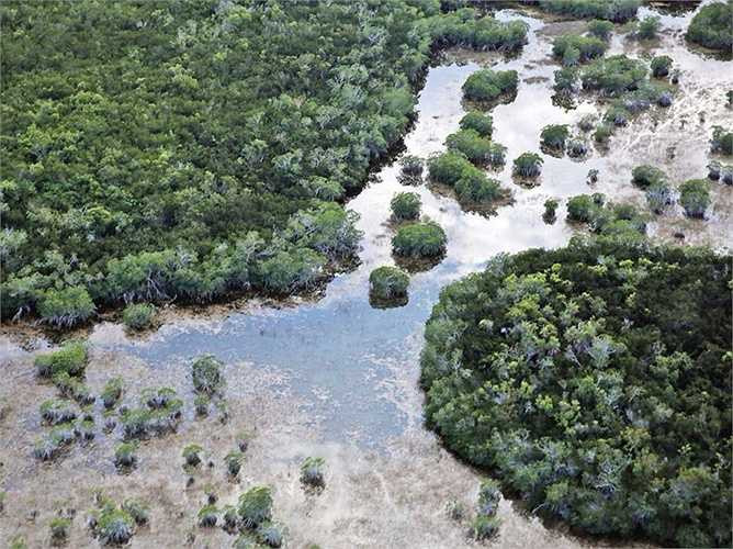 Everglades, vùng đất ngập nước ở bang Florida đang bị xem là nơi có nguy biến mất cao nhất ở Mỹ. Quá nhiều nước và sự xuất hiện của các loài mới, cộng thêm sự phát triển đô thị đến chóng là một trong những nguyên nhân chính.