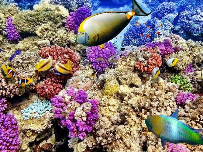 Rạn san hô lớn nhất thế giới, Great Barrier Reef của Úc đã giảm hơn một nửa kích thước vì nhiệt độ tăng lên trong 30 năm qua. Hiện tượng ô nhiễm axit cũng xảy ra ngày một trầm trọng hơn, khiến những rặng san hô vốn màu sắc rực rỡ dần bị 'tẩy' thành màu trắng đục. Các nhà khoa học dự đoán nơi đây có thể biến mất hoàn toàn vào năm 2030.