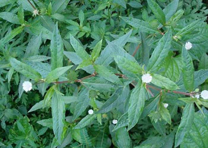 Cách chữa nhiệt miệng bằng nhọ nồi (Cỏ mực): Chỉ cần lấy lá cỏ mực về đem rửa sạch, để ráo nước sau đó giã nát, ép lấy nước cốt, hòa với một chút muối hoặc mật ong. Sau đó dùng bông tăm thấm thuốc vào chỗ bị nhiệt ngày 2-3 lần.