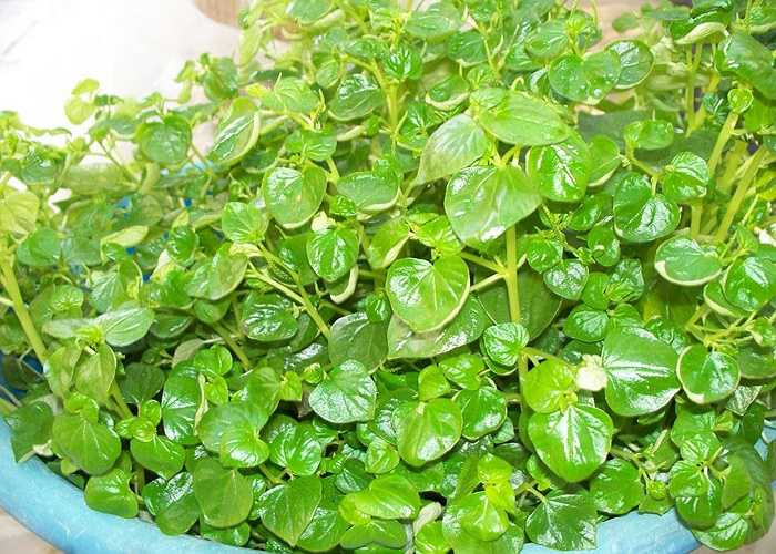 Rau càng cua: Để chữa nhiệt miệng, nên dùng rau càng cua nấu canh, luộc để ăn. Nếu có thể ăn sống hoặc ép nước uống thì càng tốt.