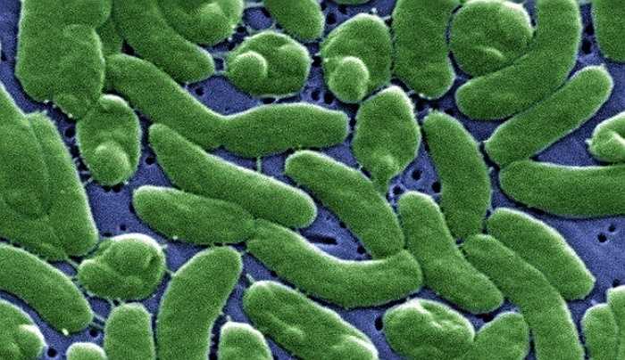 Bạn có biết rằng 1 mililit nước biển chứa một triệu vi khuẩn và 10 triệu virus. May mắn là hầu hết trong số đó là vô hại.