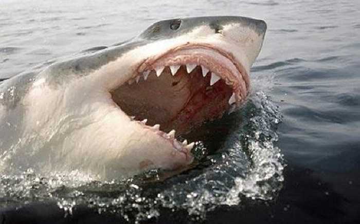 White Shark Cafe là một địa danh ở giữa Thái Bình Dương và chính là nơi cá mập trắng lớn tụ tập để giao phối.