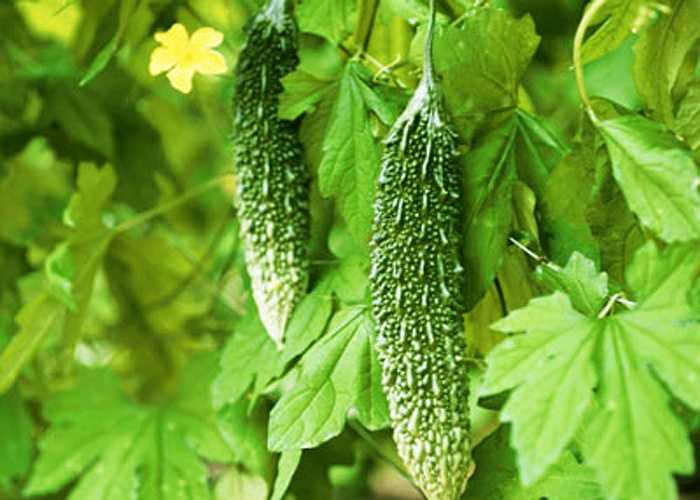 Lá cây mướp đắng (khổ qua): dùng lá cây khổ qua giã nhuyễn, lấy nước cốt bôi vào nách, sau một tuấn mùi hôi sẽ gần như hết hoàn toàn.