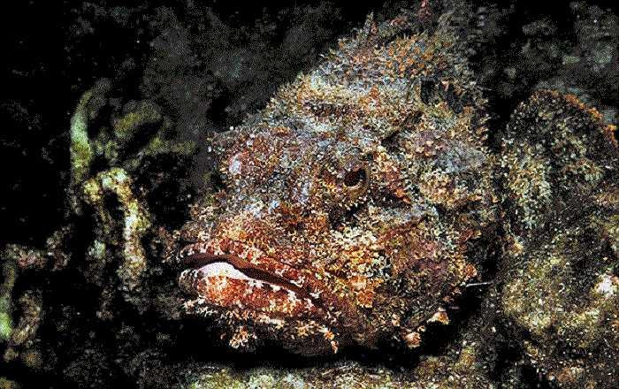 Cá đá hay còn gọi là cá mặt quỷ được coi là ‘loài cá độc nhất hành tinh’. Chúng là bậc thầy trong nghệ thuật hóa trang và bắt mồi, nọc độc của cá đá có thể gây liệt hoặc tử vong con mồi chỉ trong vòng chưa đến 0.015 giây