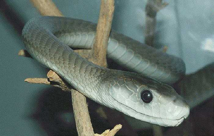 Rắn Mamba đen,loài rắn thuộc vùng Châu Phi, được coi là một trong những sinh vật đáng sợ nhất trên thế giới. Tốc độ tấn công con mồi của loài rắn này rất nhanh, các nhà khoa học còn gọi nó là ‘hiện thân của cái chết’