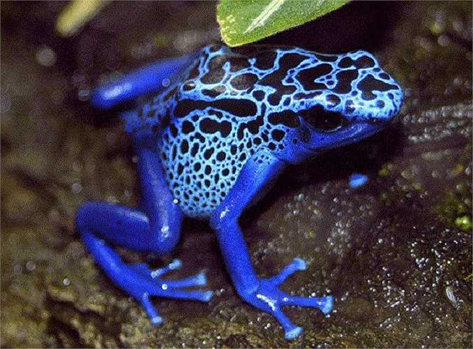 Chỉ một lượng nhỏ, khoảng 2 microgam nọc độc của loài ếch phi tiêu này là có thể giết chết 20,000 con chuột hoặc một con thú lớn