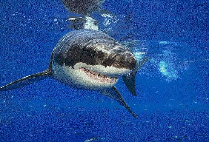 Mùi máu trong nước sẽ kích động tới những con cá mập khổng lồ này, chúng sẽ sử dụng toàn bộ 3000 chiếc răng để cắn bất cứ vật gì đang di chuyển