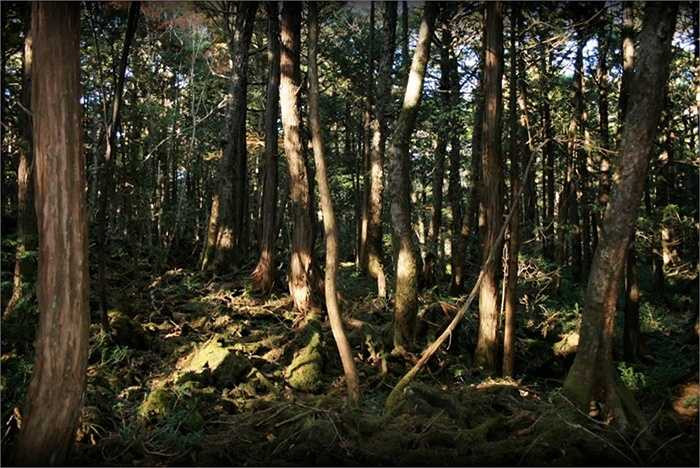 3. Khu rừng tự sát. Aokigahara là một khu rừng ở dưới chân dãy núi Phú Sỹ. Theo truyền thuyết Nhật Bản, khu rừng này tràn ngập những linh hồn giận dữ và hàng năm, hàng tá người dân bị 'ma xui quỷ khiến' đến đây tự sát