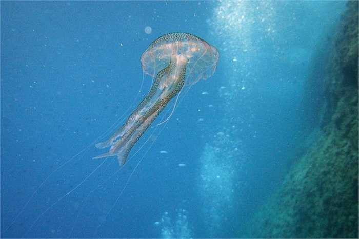 4. Sứa hộp. Loài động vật không xương sống này đặc biệt nguy hiểm. Nọc độc của nó có thể nhanh chóng khiến tim ngừng đập cũng như các tế bào ngừng hoạt động và nạn nhân sẽ khó sống sót. 