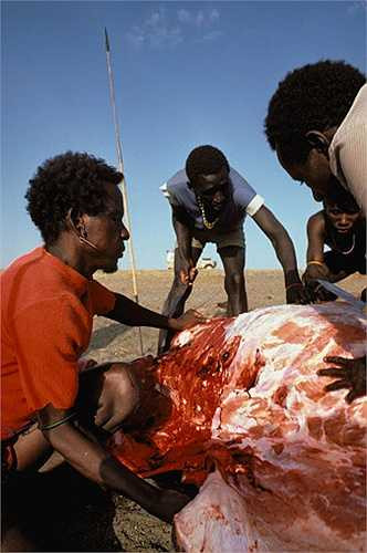 Tuy nhiên, cư dân El Molo thi thoảng vẫn tổ chức săn hai loài vật này, ngoài việc kiếm ăn còn thể hiện tín ngưỡng. Chính vì thế, mỗi năm vẫn có một số lượng nhất định hà mã và cá sấu bị bộ tộc này tiêu diệt.