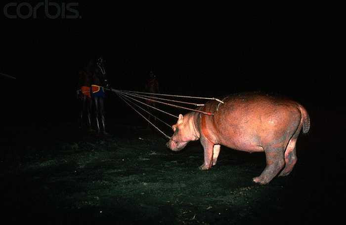 Việc săn bắt cá sấu và hà mã là nhiệm vụ của những người đàn ông khỏe mạnh của bộ tộc. Mỗi khi hạ được một con vật, họ chia đều cho mọi người, cùng nhau thưởng thức thành quả. 